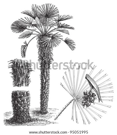 European fan Palm (Chamaerops humilis) / vintage illustration from Meyers Konversations-Lexikon 1897 Royalty-Free Stock Photo #95051995
