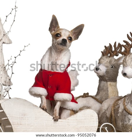 Chihuahua, 1 year old, in Christmas sleigh in front of white background
