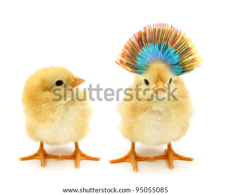 Two chicks one crazy Royalty-Free Stock Photo #95055085