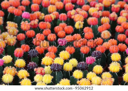 colorful cactus plant background,shallow DOF.