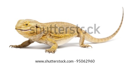 Central Bearded Dragon, Pogona vitticeps, eating a Cockroach in front of white background