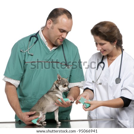 Vets wrapping a bandage around a Chihuahua's paw in front of white background
