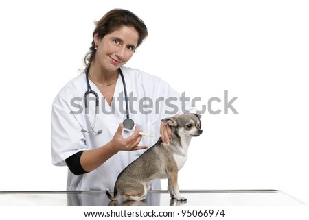Vet giving an injection to a Chihuahua in front of white background