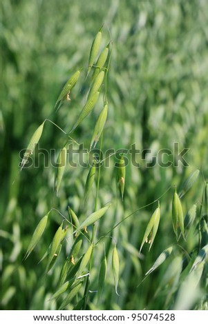 wild oats field, Shallow DOF Royalty-Free Stock Photo #95074528