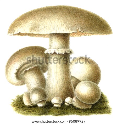 Edible mushroom Champignon (Agaricus campestris). Publication of the book "Meyers Konversations-Lexikon", Volume 7, Leipzig, Germany, 1910