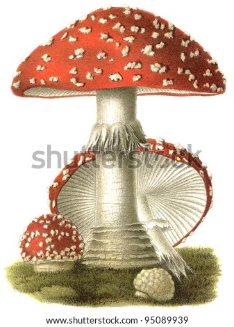 Poisonous mushroom Amanita muscaria. Publication of the book "Meyers Konversations-Lexikon", Volume 7, Leipzig, Germany, 1910