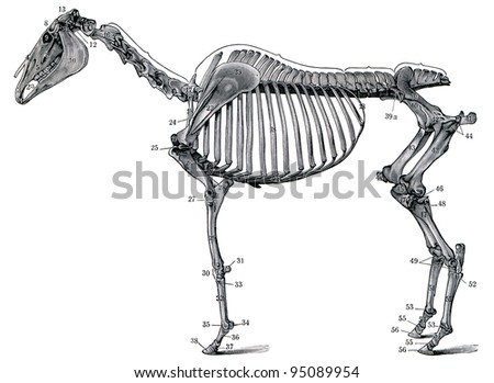 The skeleton of a horse. Publication of the book "Meyers Konversations-Lexikon", Volume 7, Leipzig, Germany, 1910