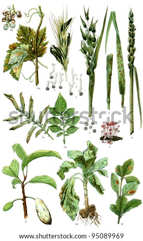 Diseases of plants. Publication of the book "Meyers Konversations-Lexikon", Volume 7, Leipzig, Germany, 1910