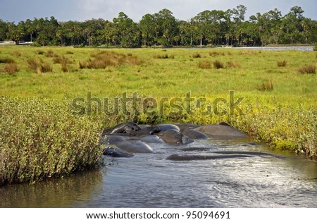 Manatee Mating Frenzy on the Tomoka River, Florida