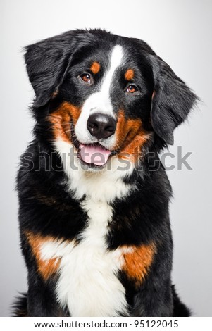 Studio portrait of berner sennen dog isolated on grey background Royalty-Free Stock Photo #95122045
