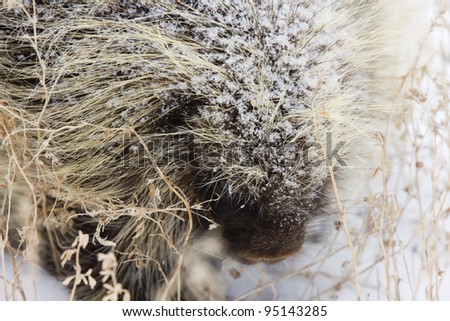 Porcupine in Winter Saskatchewan Canada snow and cold