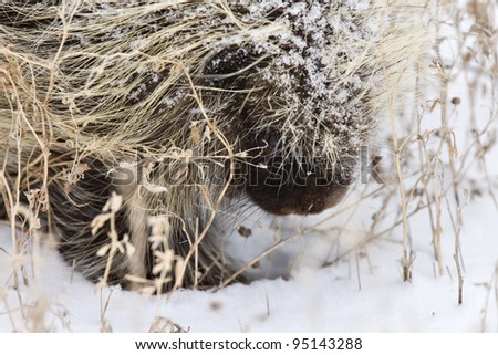 Porcupine in Winter Saskatchewan Canada snow and cold