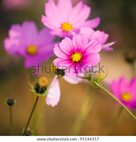 Cosmos blooming in the field
