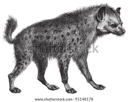 Spotted hyena (Crocuta crocuta) / vintage illustration from Meyers Konversations-Lexikon 1897