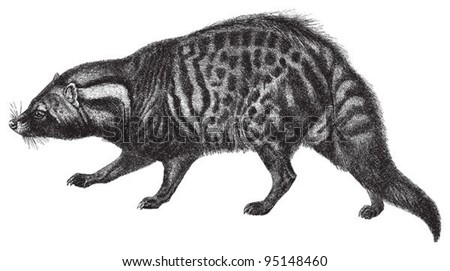 African Civet (Civettictis civetta) / vintage illustration from Meyers Konversations-Lexikon 1897