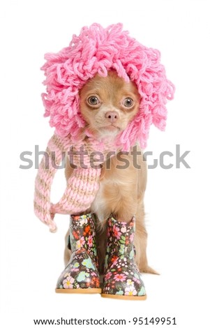 Funny Chihuahua puppy with pink wig and handmade scarf