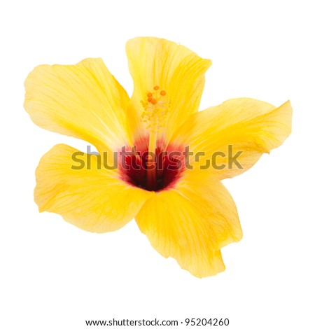 beautiful yellow hibiscus isolated on white background