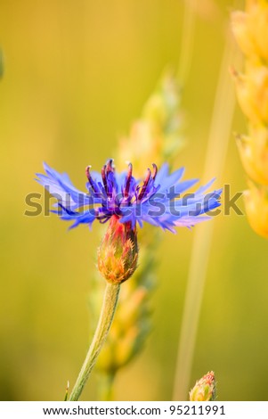 cornflower in wheat field close up