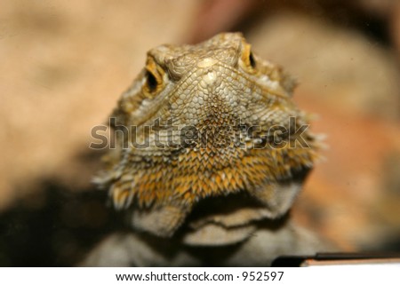 a "bearded dragon" (Pogona vitticeps ) poses for his picture to be taken