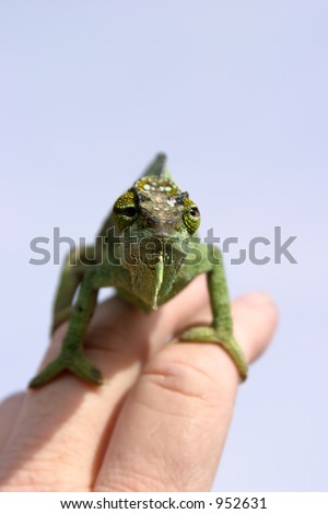 a female " Four-Horned Chameleon" (chamaeleo quadricornis)  sits on my fingers while I take her picture against a blue sky (females do not have horns on this species)