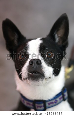Boston Terrier Mix ready for dock dogs competition