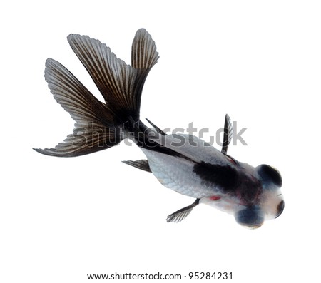 goldfish from top view isolated on white background