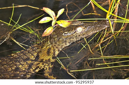 Baby Crocodile in Botswana Delta