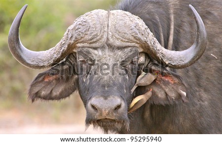 Cape Buffalo in Botswana Delta