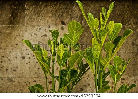 Old stone wall covered vegetation. Photo Background.