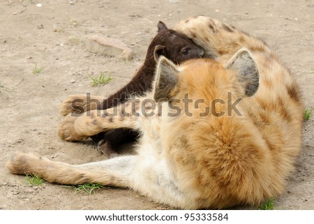 Spotted hyena cub with its mother (Crocuta crocuta) in Blijdorp zoo, Rotterdam, the Netherlands