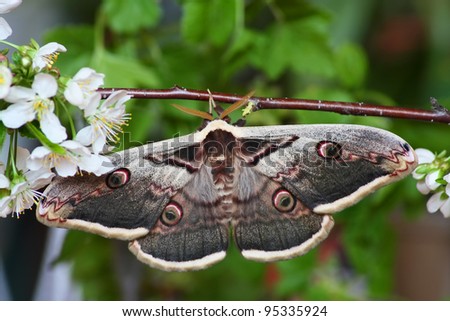 Silk  moth sitting on a branch of cherry blossoms