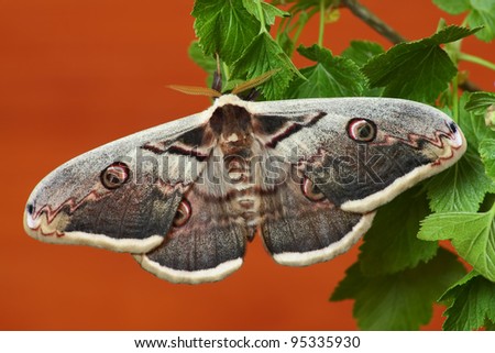  silk moth sitting on a branch isolated on red background