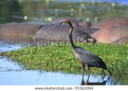 Giant heron hunting for fish
