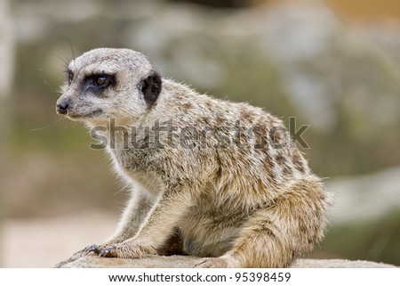 A Meerkat, looking alert