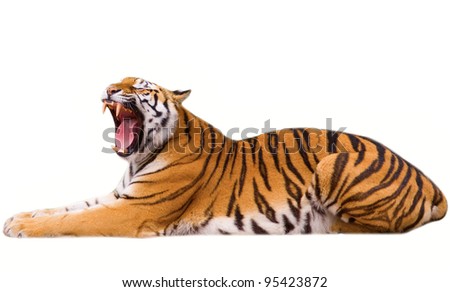 Roaring tiger cub - isolated on white background