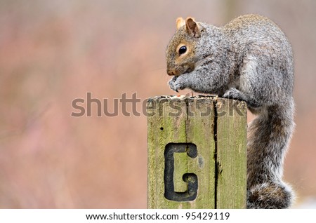 A gray squirrel perched in a post eating bird seed.