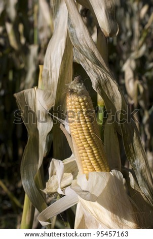 picture of a corn field in autumn