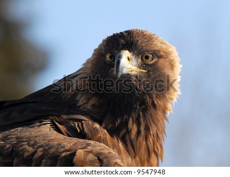 Close-up picture of a Golden Eagle