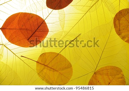 Autumn background. The picture of multi-colored fallen leafs at Autumn time.