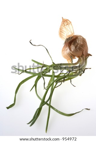 germinated onion leaned on white background