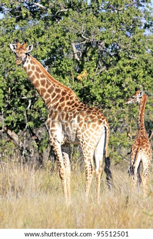 Adult giraffe with young grazing in forest