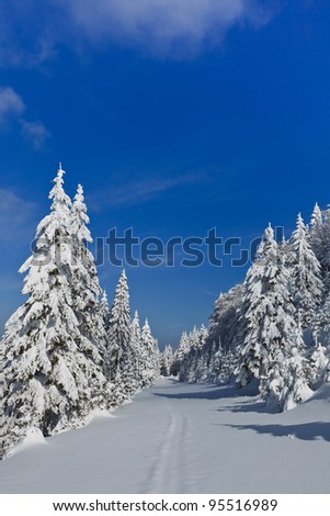 a beautiful forest with pines in winter