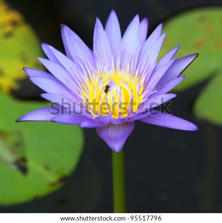 A Purple Lotus in pool