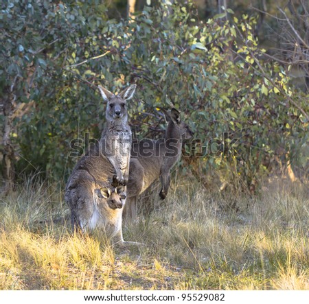 Kangaroos with Joey