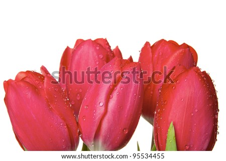 Bouquet of fresh  tulip flowers on white background
