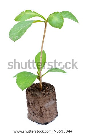 Young teak plant isolated on white background
