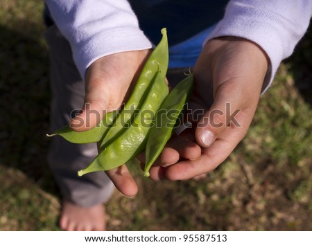 A stock photo of freshly picked snow peas