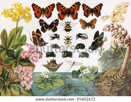 Vintage drawing representing various species of insects and butterflies - Picture from Meyers Lexicon books collection (written in German language ) published in 1906 , Germany.