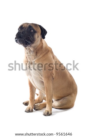 bull mastiff dog isolated on a white background Royalty-Free Stock Photo #9561646