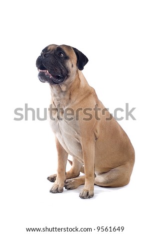 bull mastiff dog isolated on a white background Royalty-Free Stock Photo #9561649